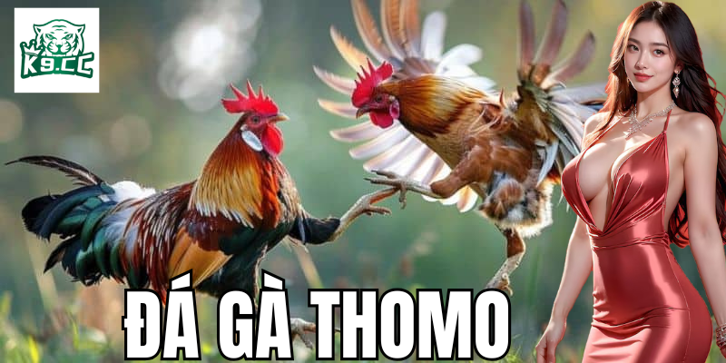 Đá Gà Thomo - Bí Kíp Cá Cược Đỉnh Cao Từ K9CC Cho Kê Thủ Những bí quyết cá cược đá gà thomo giúp tăng hiệu quả