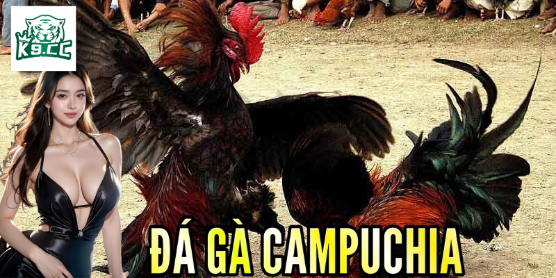 Thông tin cần nắm về quy định trong đá gà Campuchia